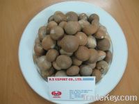 Sell Dried Betel Nuts