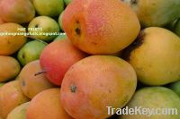 Sell Fresh Mangos