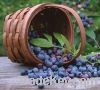 Bilberry extract supplier