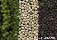 Sell WHITE PEPPER FOR SALE