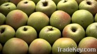 Sell  Fresh golden delicious apples