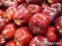 Sell Fresh red delicious apple