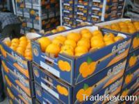 Sell  Fresh Valencia Oranges