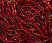 Indian Chilli