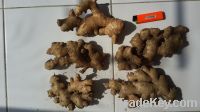 Sell fresh ginger unwashed
