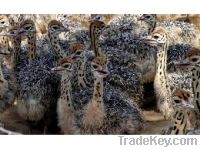 Ostrich chicks and products