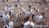 Live Full Blood Boer Goats