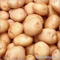 holland potato