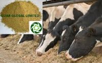 Sell Guar churi cattle feed