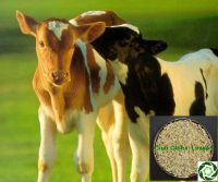 Sell Guar korma for growing calves