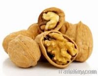 Sell Walnuts