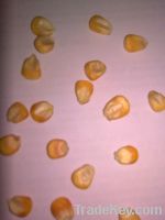 Maize | Maize Exporter | Corn Grain Seller | Maize Buyer | Bulk Maize Grain Importer | Corn bean Buyer | Corn bean Wholesaler | Corn Grain Manufacturer | Best Quality Corn Grain | Cheap Maize Supplier | Low Price Corn | Yellow Corn | White Cron | Baby Mai