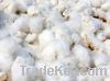 Organic Raw Cotton