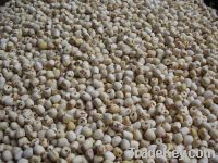 Sell white lotus seed