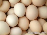 Sell Fresh Eggs