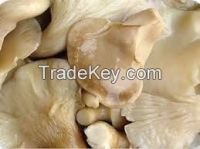 Abalone Mushrooms