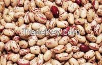 Cranberry beans