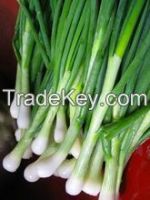 Fresh Scallion