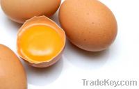 Organic Chicken Fresh Table Eggs