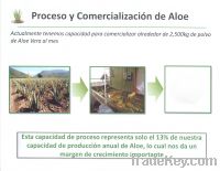 aloe vera "powder 200X1"