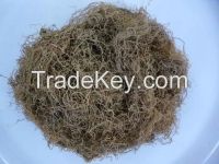 Gracilaria Seaweed high quality