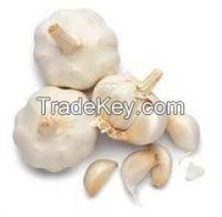 FRESH GARLIC