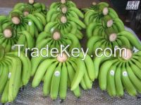 FRESH BANANA WITH BEST PRICE