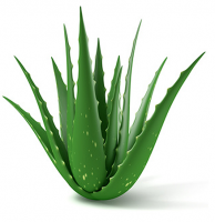 FRESH ALOE VERA LEAF FROM VIETNAM WITH BEST PRICE