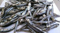 Dried anchovy fish