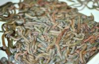 Sell Live Lugworms Fishing Bait
