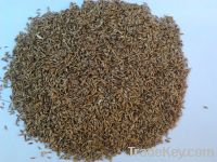 RHODES GRASS SEEDS(KATAMBORA) FOR SALE