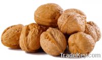 Selling high quality walnuts from Eastern Europe