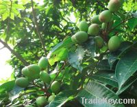olive leaf extract Oleuropein hydroxytyrosol