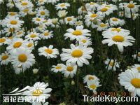 Pyrethrum powder and extract
