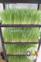 wheatgrass plants