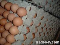 Fresh Brown And White Chicken Eggs