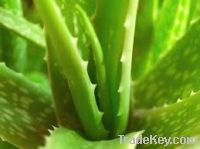 Fresh Aloe Vera Leaves 99%