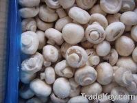 Sell New crop frozen nameko mushroom