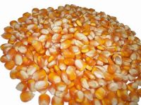 Yellow Corn/Maize For Animal Feed