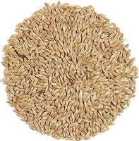 canary seed