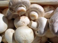 Fresh Mushrooms Oyster Mushrooms dried Fresh Mushrooms