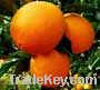 Sell Fresh Navel Orange