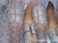 Live, fresh and frozen mexico waters geoduck clams for sale