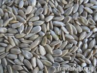 BEST PRICE FROM BALKAN - Sunflower seed II Sunflower bakery kernels