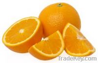 fresh oranges