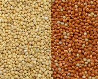 wheat for flour (for human) and wheat for animal feed