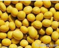 Sell soybean extract
