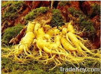 Sell gingseng extract