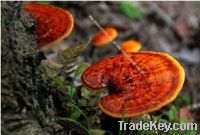 Sell ganoderma extract