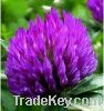 Sell  Red Clover Extract